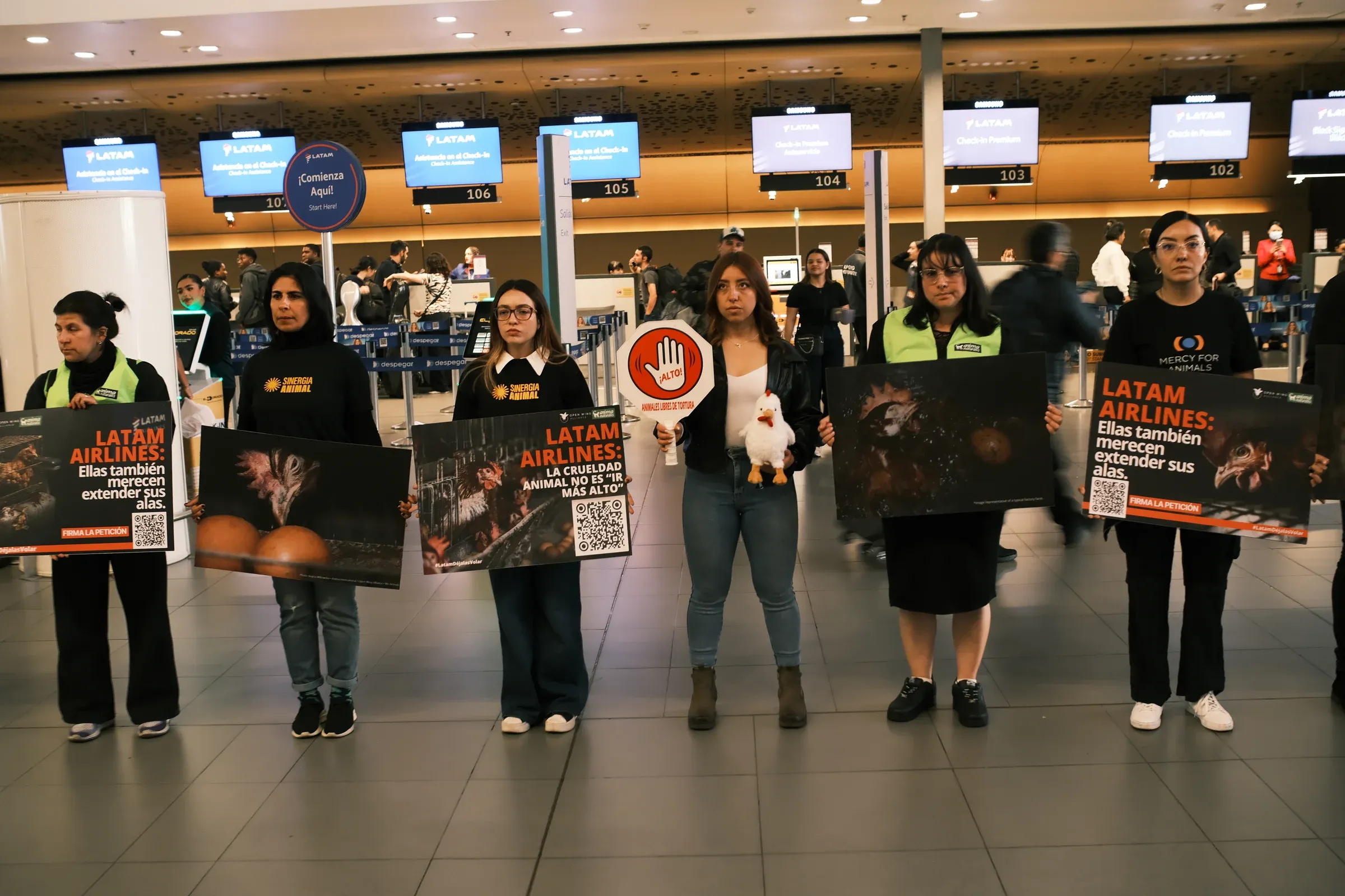 Activistas en fila frente a los mostradores de LATAM sostienen carteles; una de ellas lleva una gallina de peluche y una señal de alto.